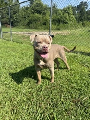 Panama 791-25 Pit Bull Terrier Dog
