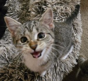Blossom *IN FOSTER*, Baby Female Domestic Short Hair