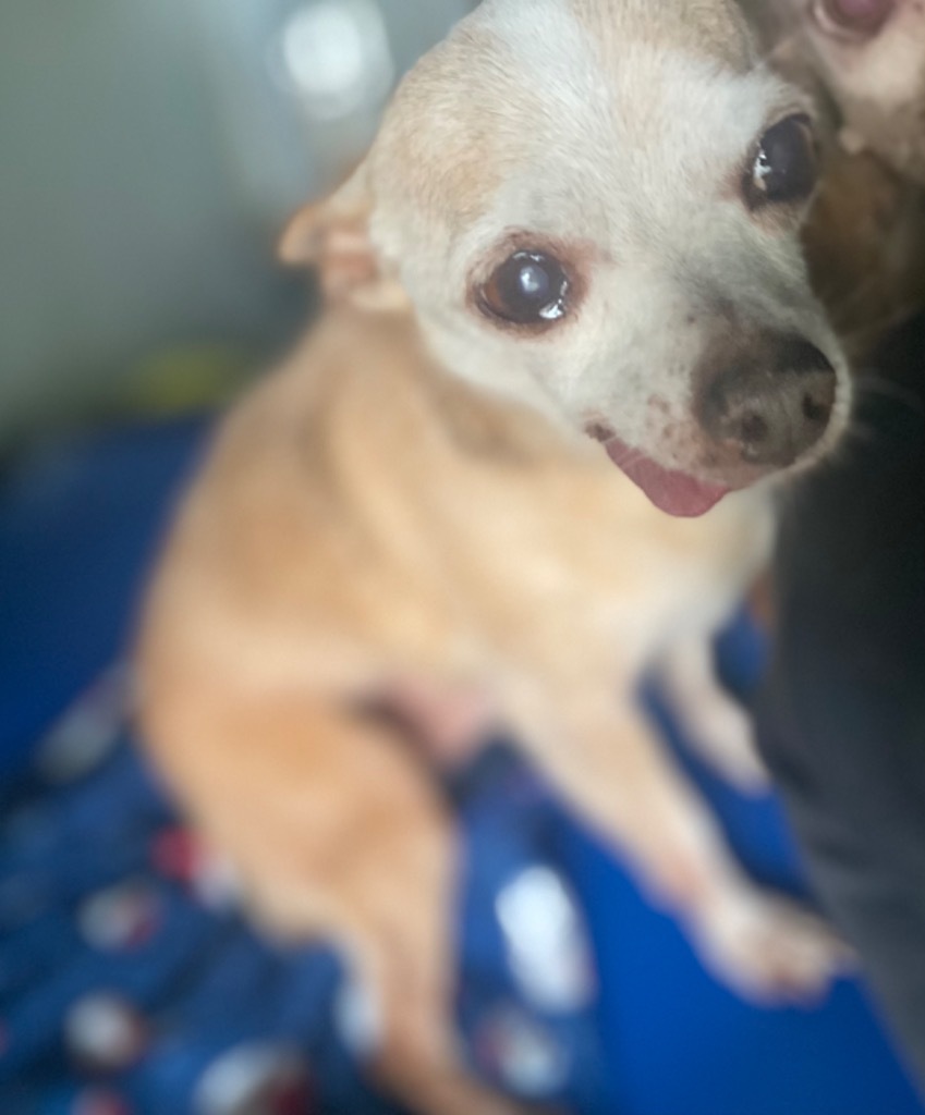 Chico