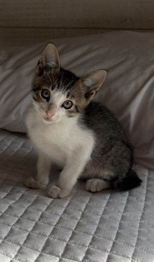 Possum, Baby Male Domestic Short Hair