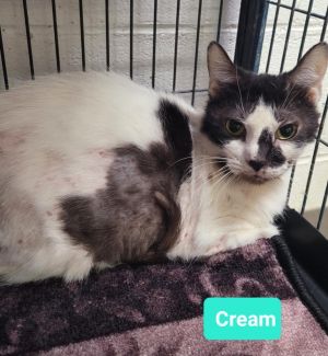 Cream, Adult Female unknown