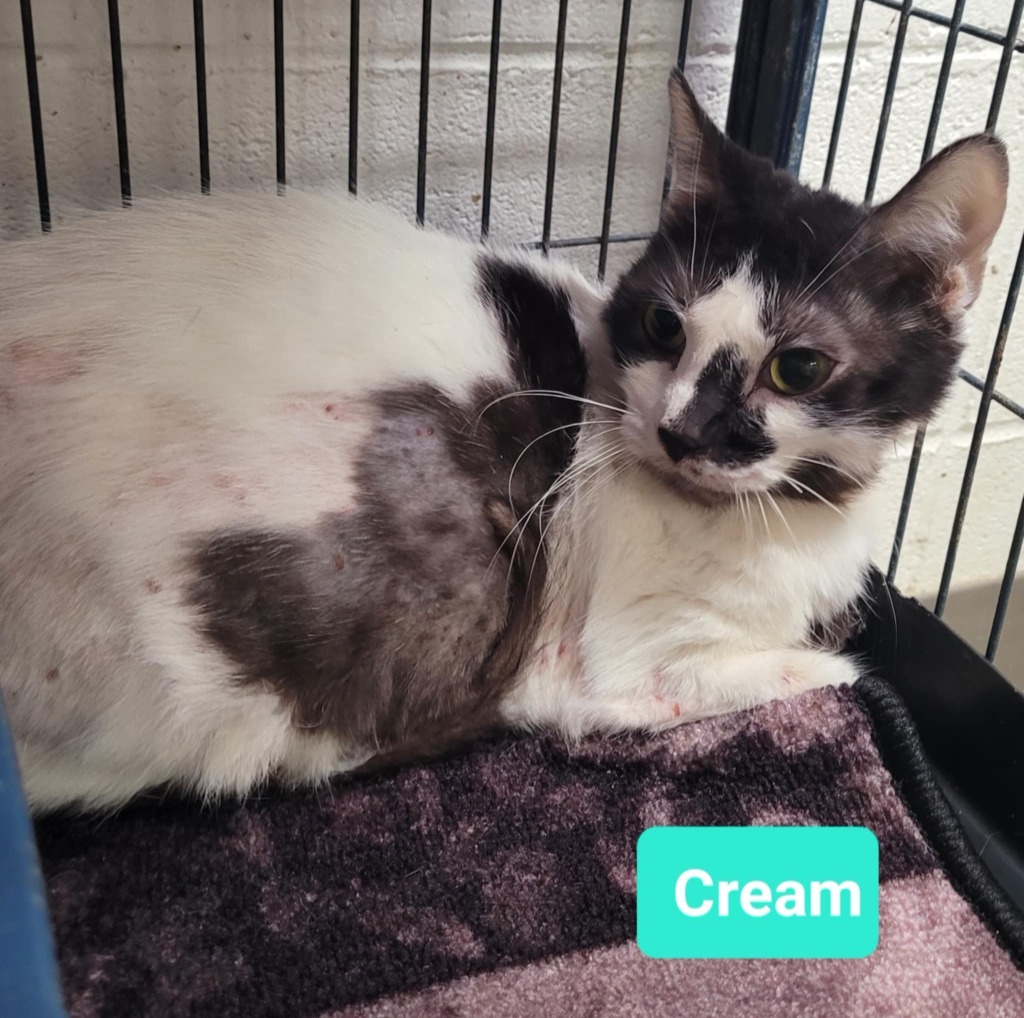 Cream