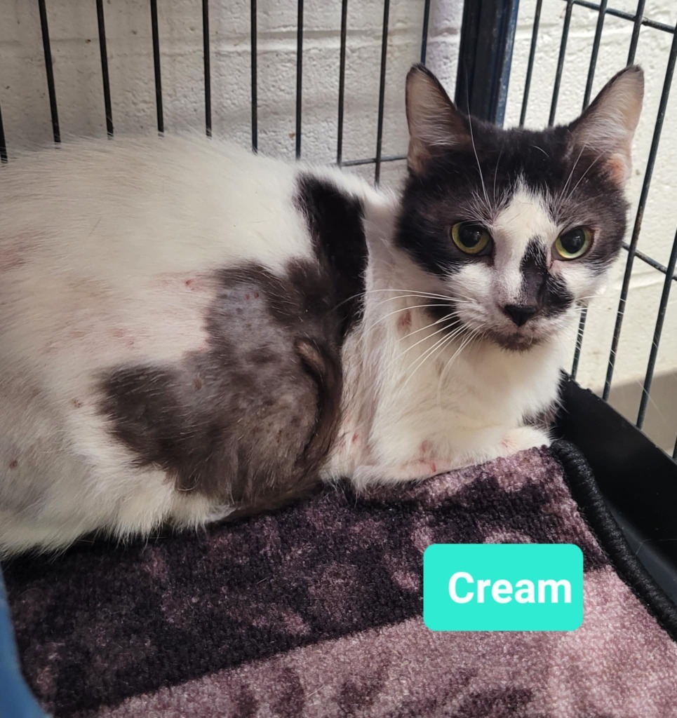 Cream