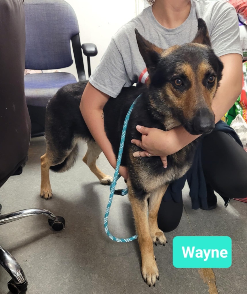 Wayne