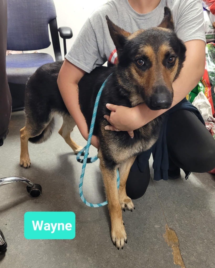 Wayne