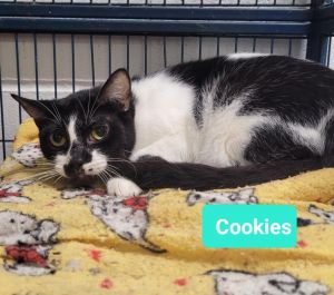 Cookies, Adult Female unknown
