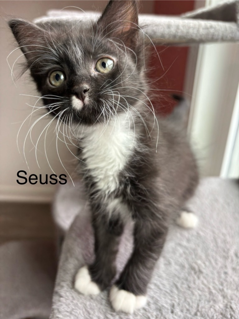 Suess