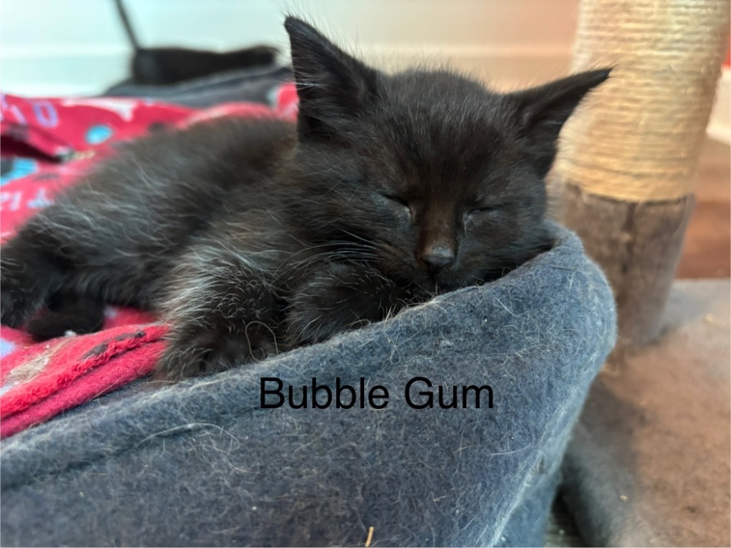 Bubble Gum