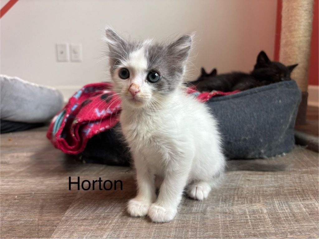 Horton