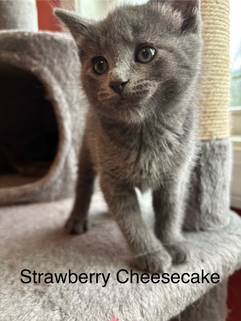 Strawberry Cheesecake
