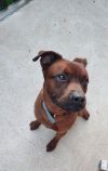 Roscoe (Courtesy) photo 1