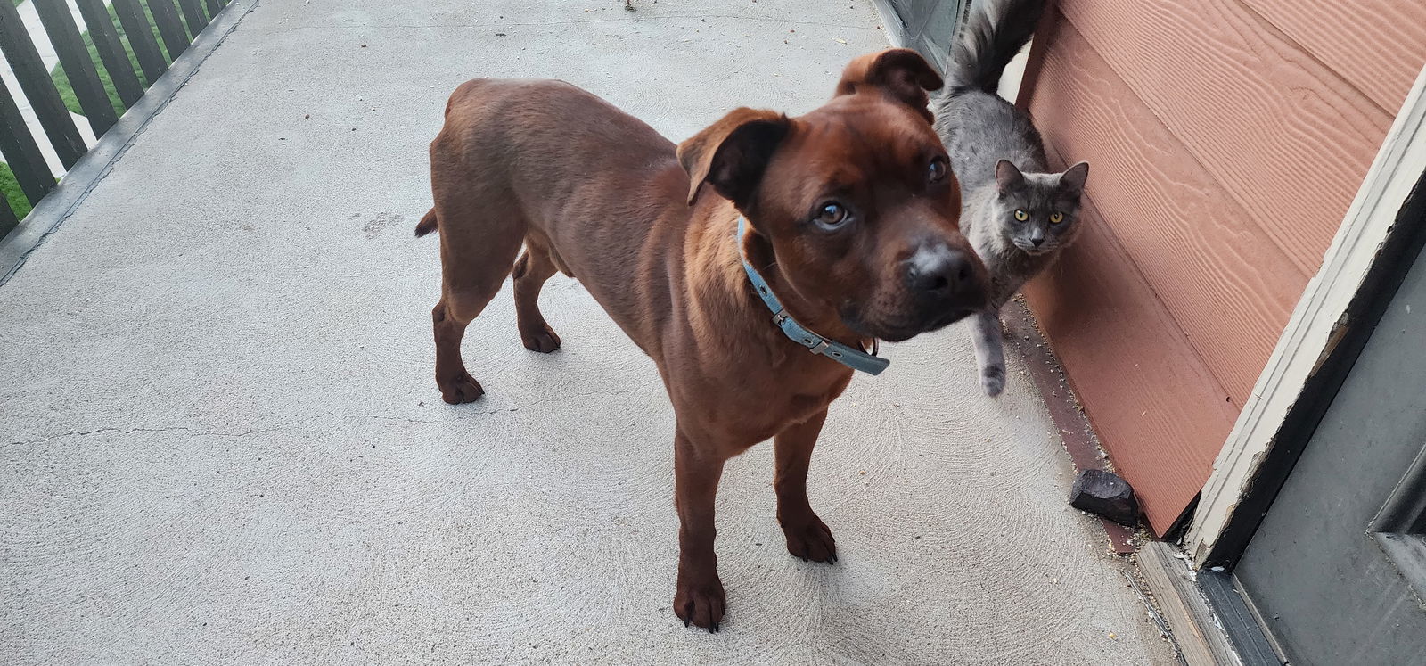 Roscoe (Courtesy)