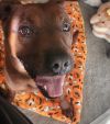 Roscoe (Courtesy) photo 3