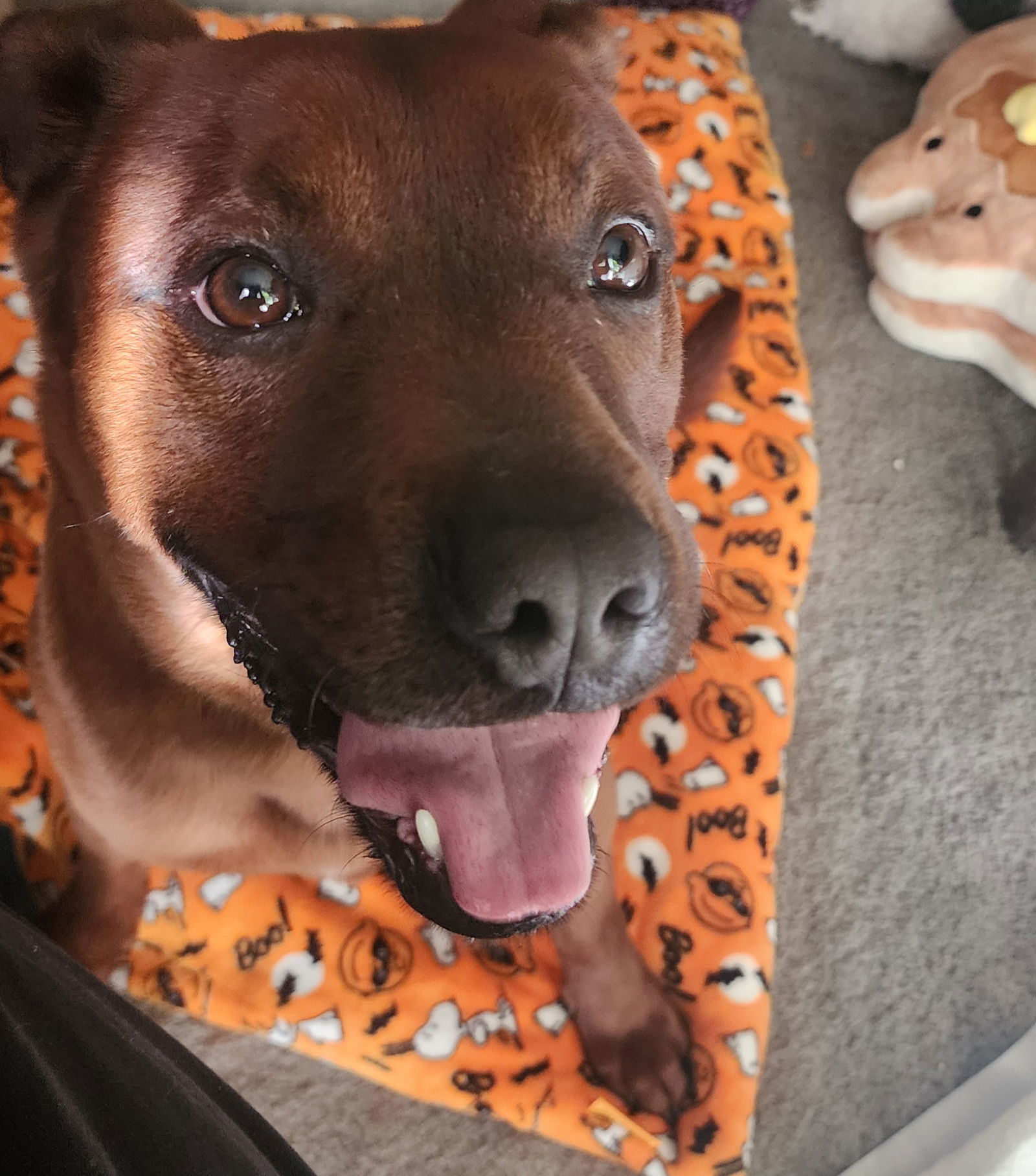 Roscoe (Courtesy)