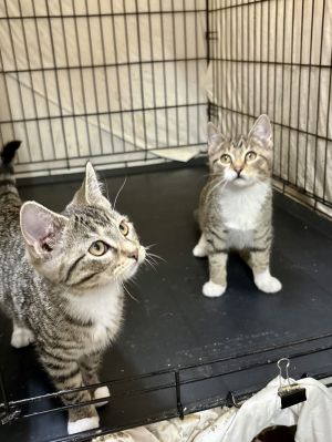 APRIL &amp; AVA, Baby Female unknown
