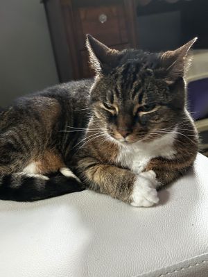 Baby Cakes Domestic Short Hair Cat