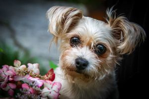 Della Daisy Shih Tzu Dog