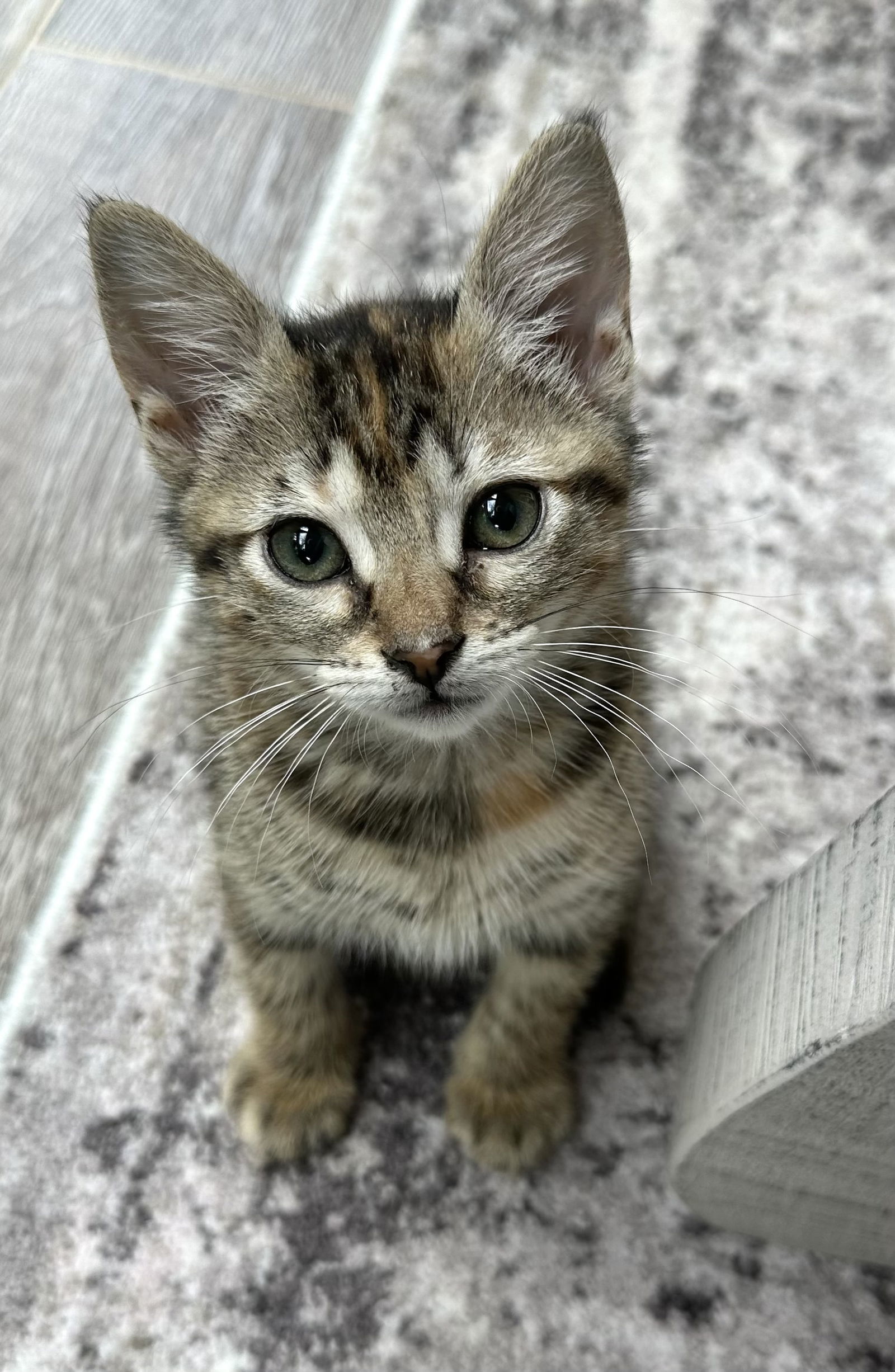 Hazel