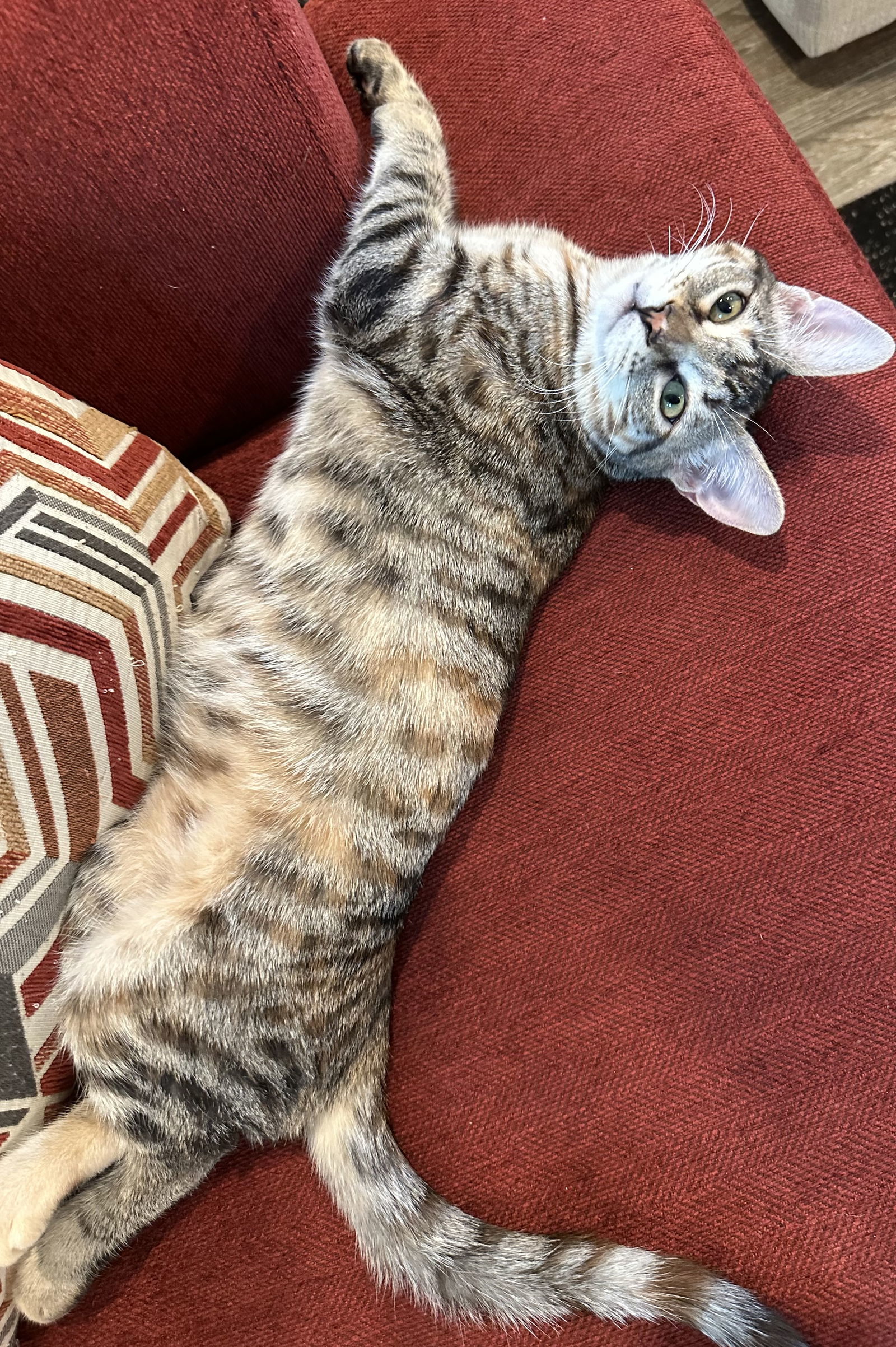 Hazel