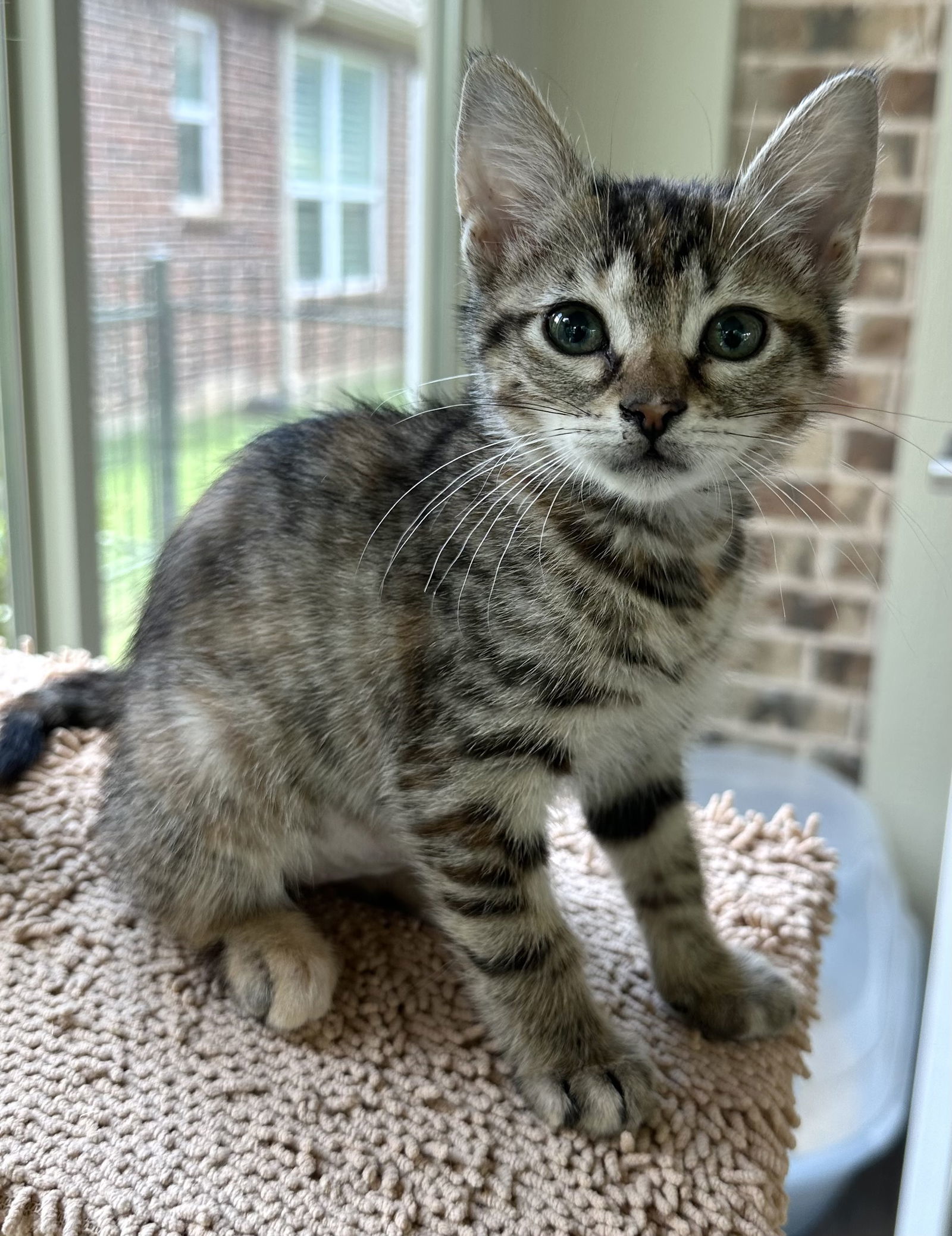 Hazel