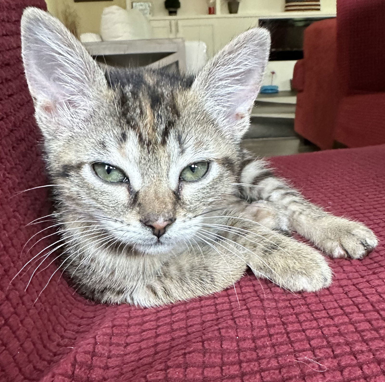Hazel