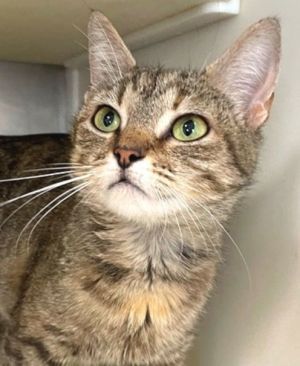 Adele, Young Female Manx