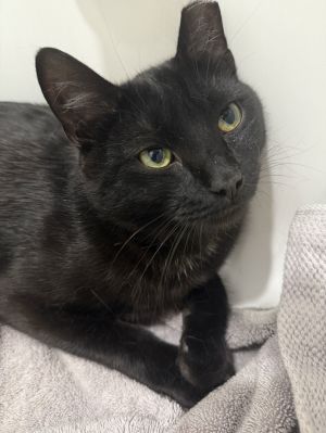 Pinkerton, Young Male Domestic Short Hair