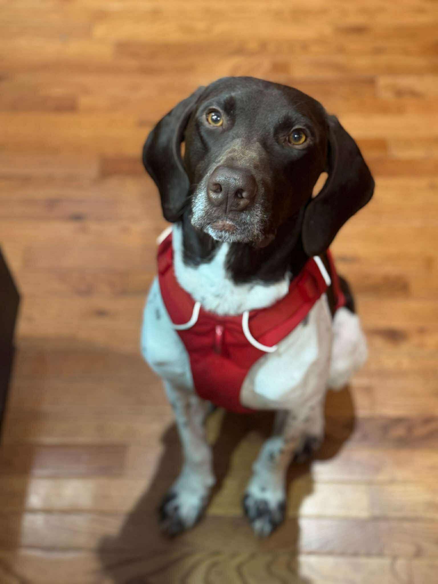 Ranger - Sponsorship only