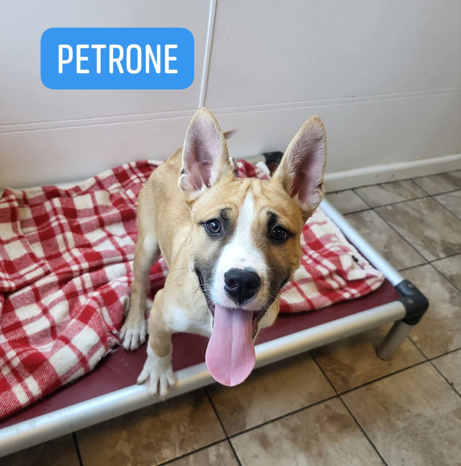 Petrone