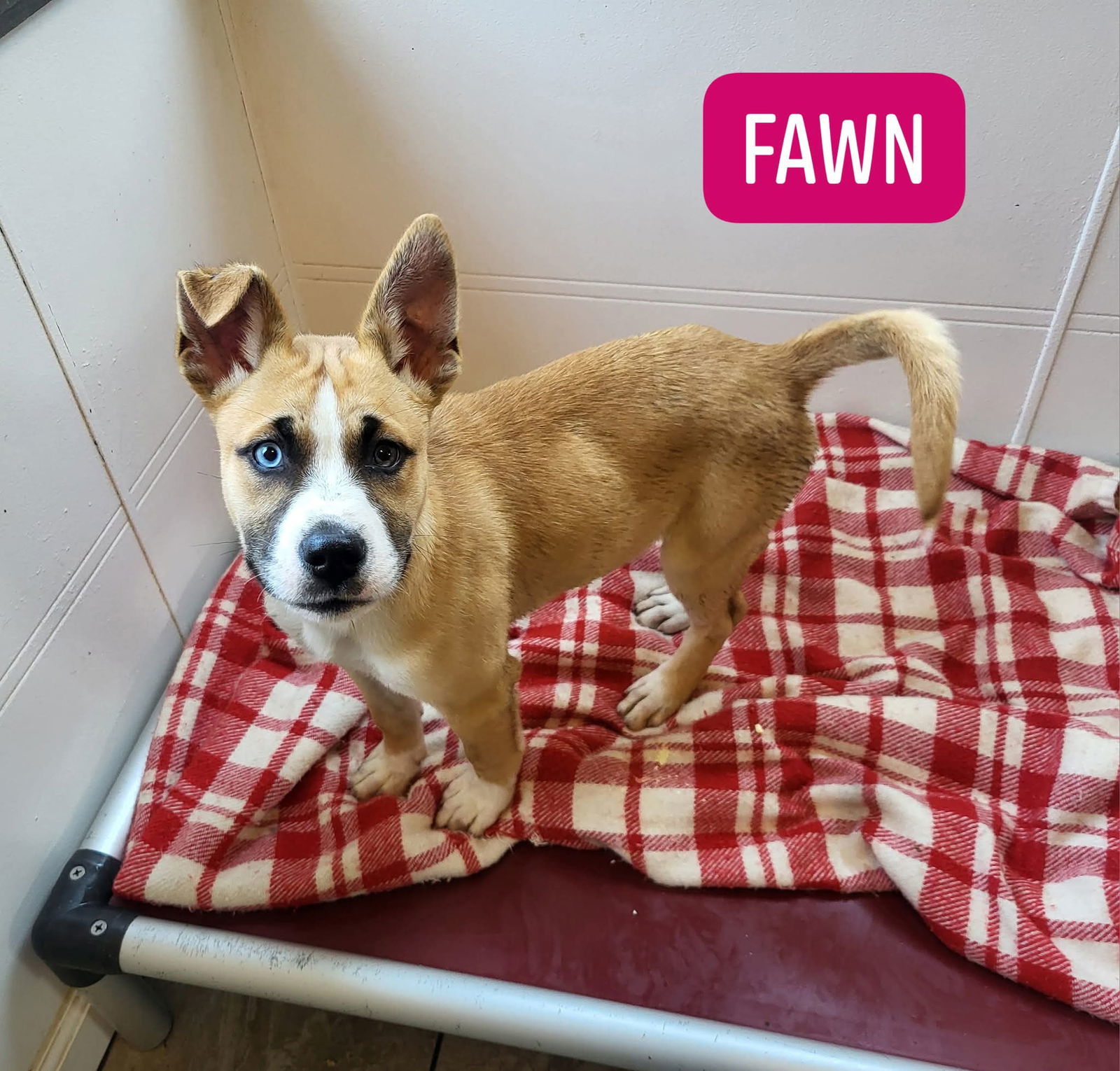 Fawn