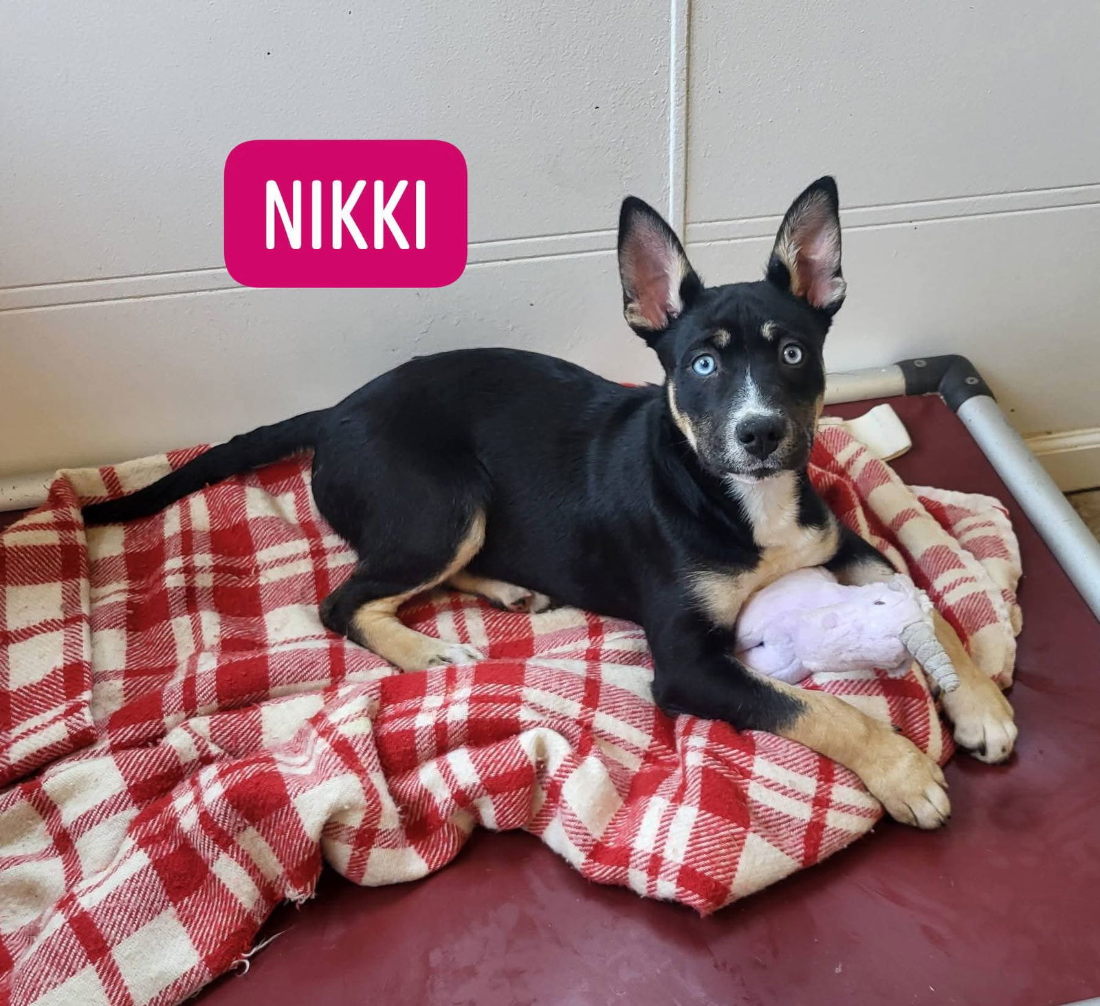 Niki