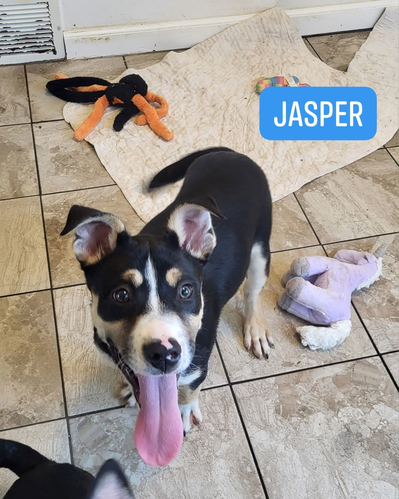Jasper