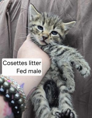 Fed, Baby Male Domestic Short Hair