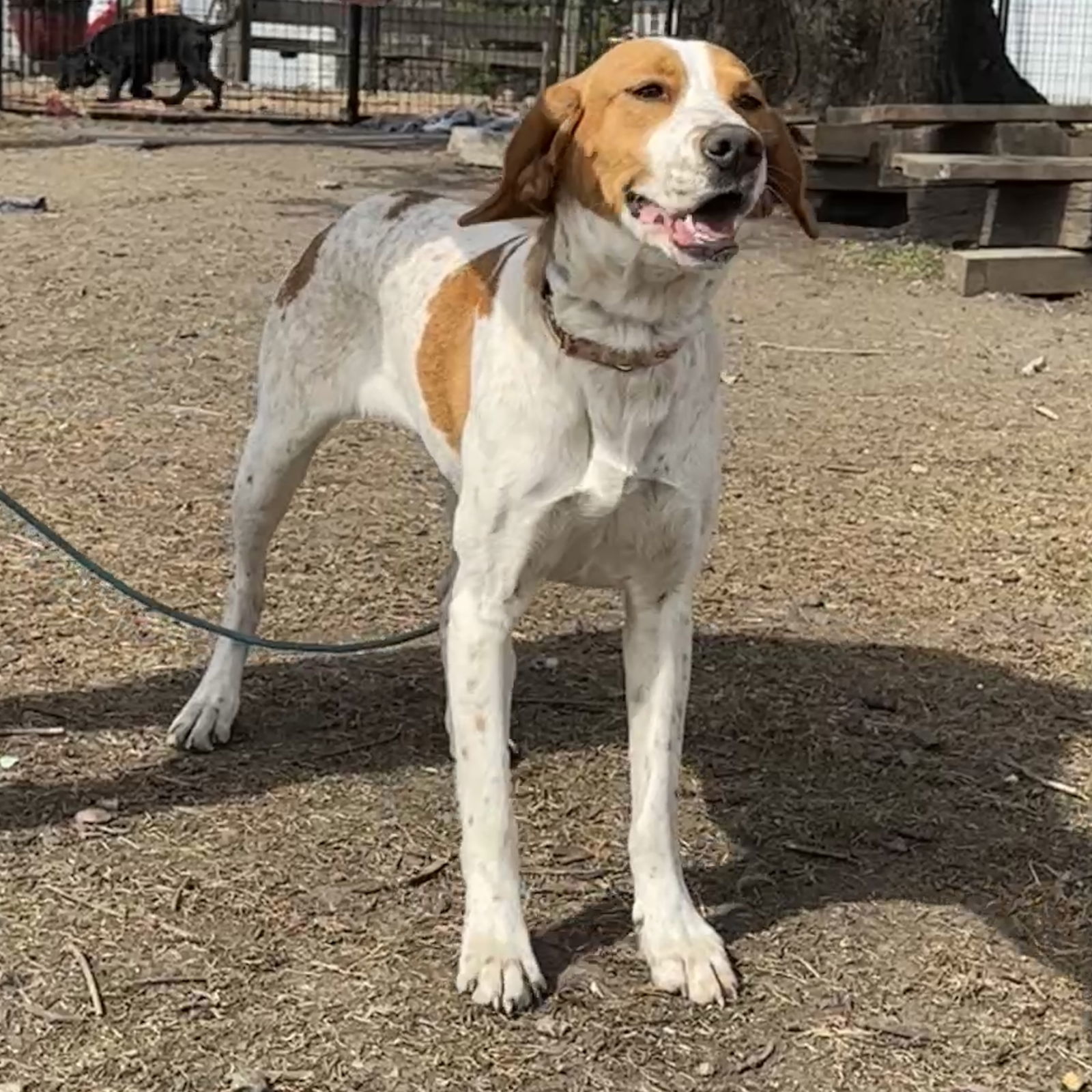 Lexus *Foster Needed*
