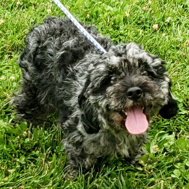 Gracie Mae 2025, an adoptable Cockapoo in Norwood, OH, 45212 | Photo Image 1