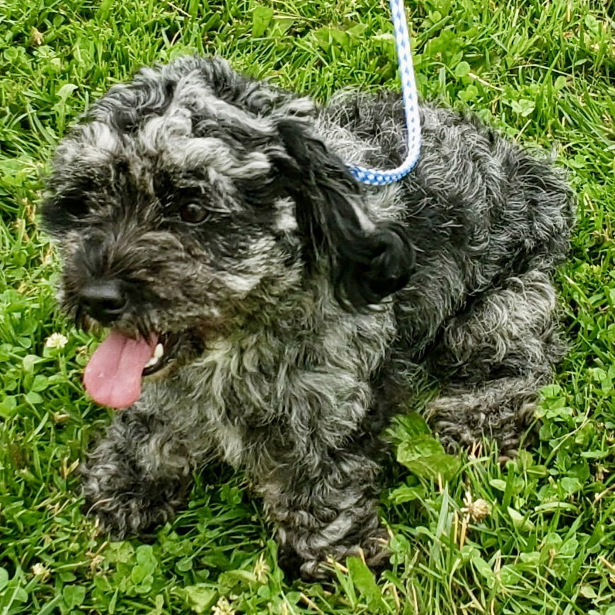 Gracie Mae 2025, an adoptable Cockapoo in Norwood, OH, 45212 | Photo Image 2