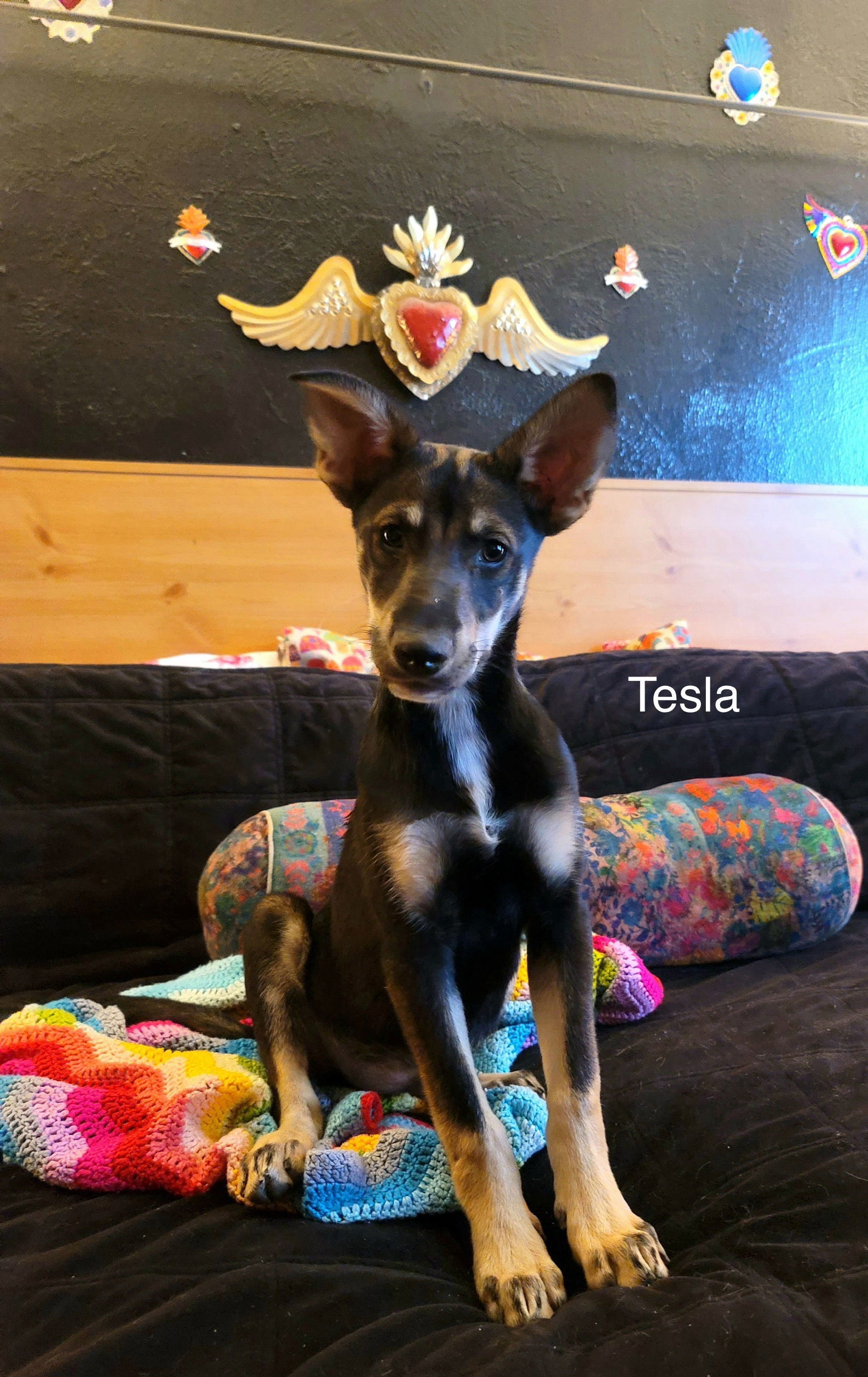 Tesla(puppy)