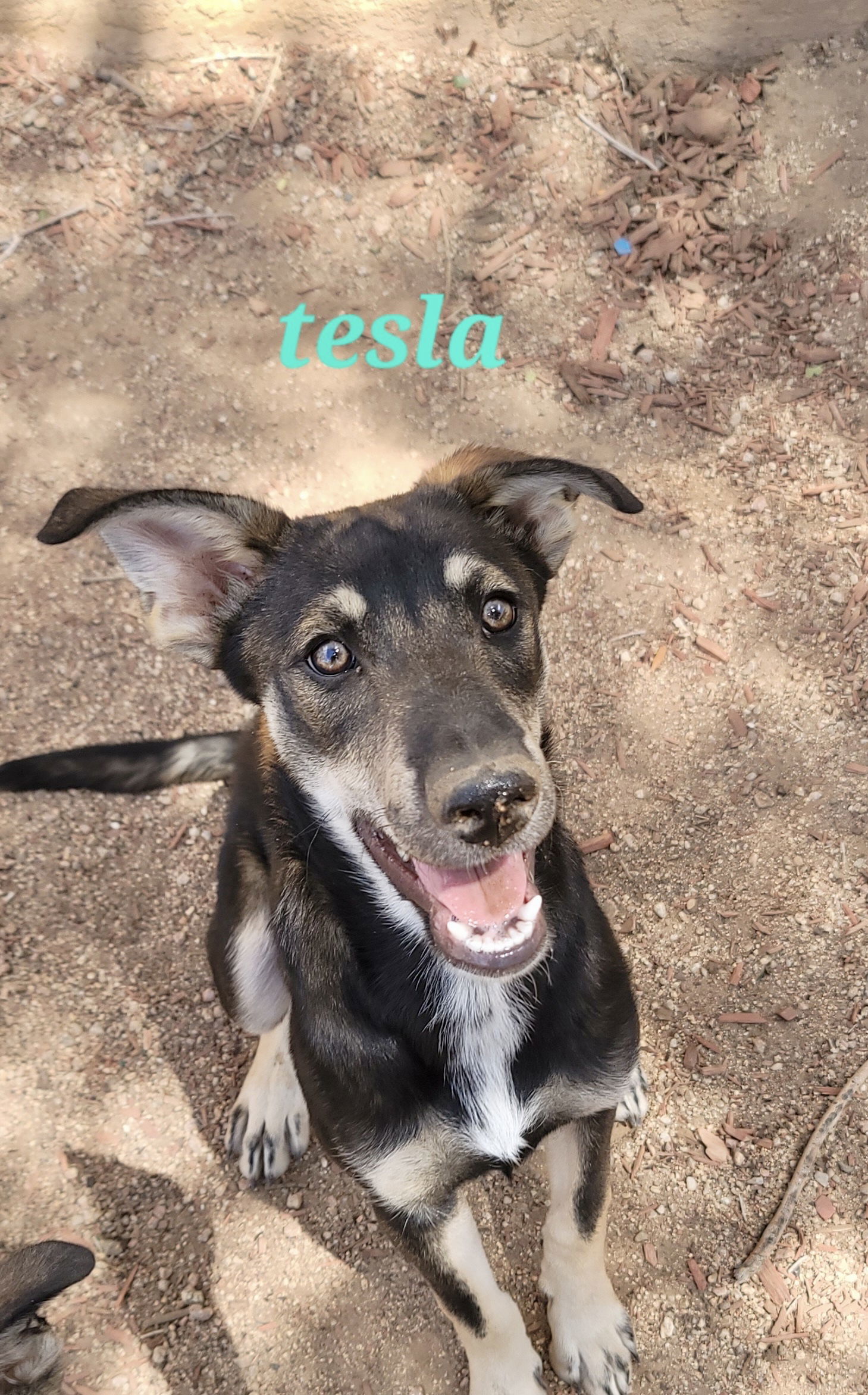 Tesla(puppy)