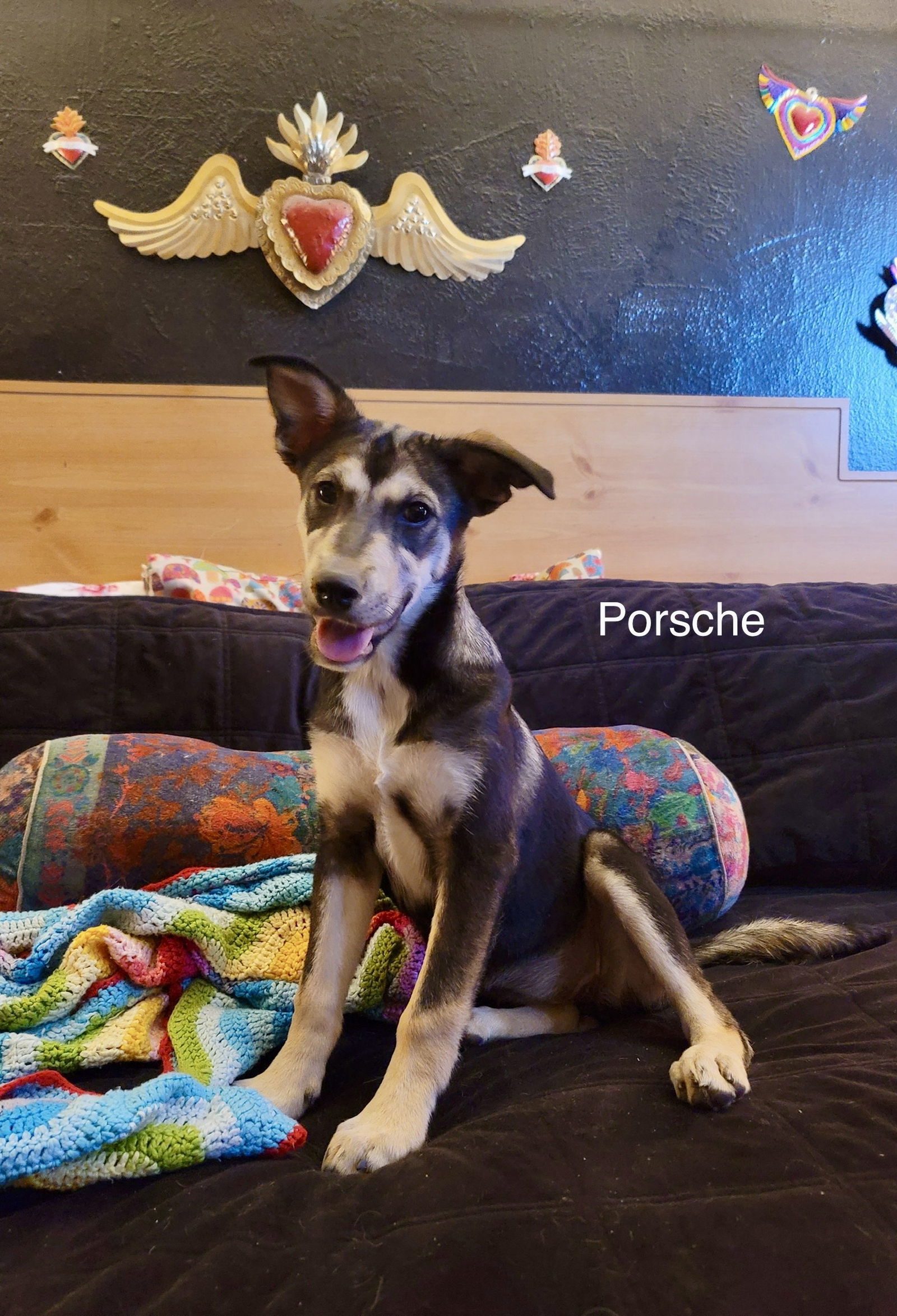 Porsche (puppy)