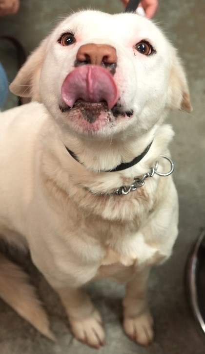Elsa
