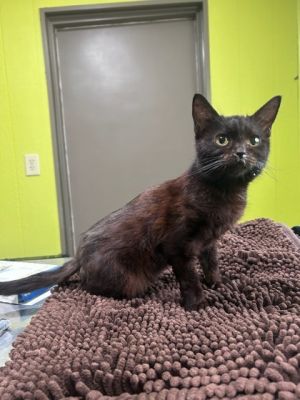McDouble, Young Female Domestic Short Hair