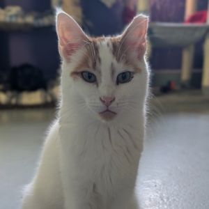 Jeremy, Adult Male Domestic Short Hair