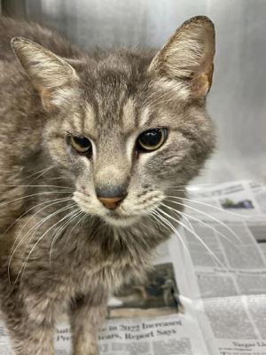 Papaw Domestic Short Hair Cat