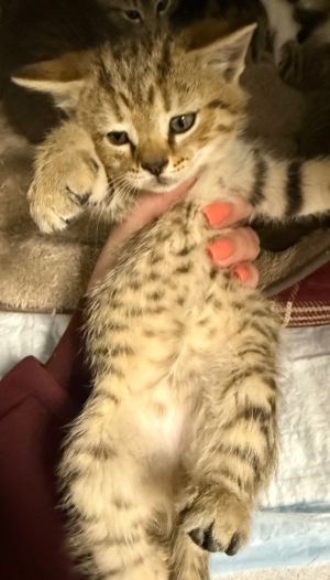 Donnie, Baby Male Domestic Short Hair