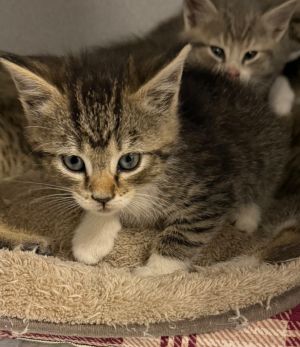 Lauren, Baby Female Domestic Short Hair