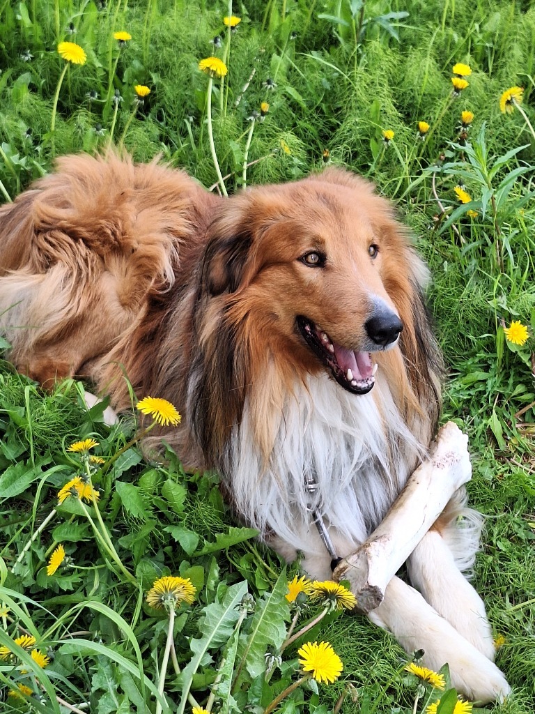 Cody, an adoptable Collie in Kenai, AK, 99611 | Photo Image 1