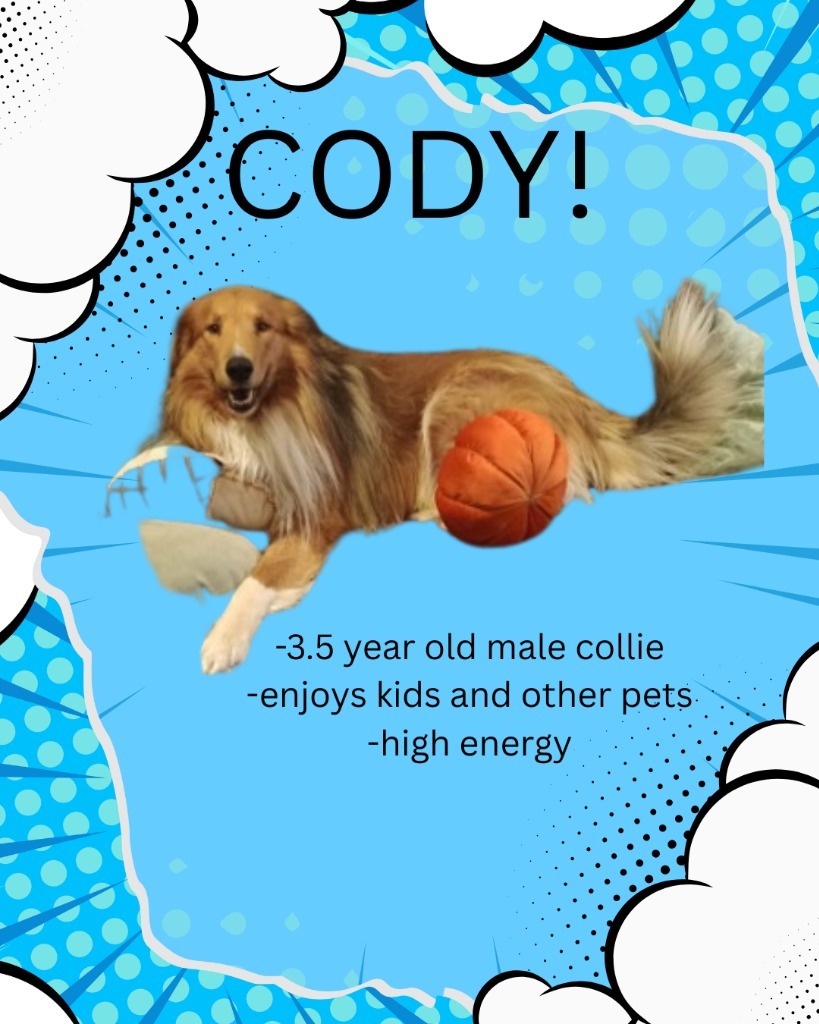 Cody, an adoptable Collie in Kenai, AK, 99611 | Photo Image 2