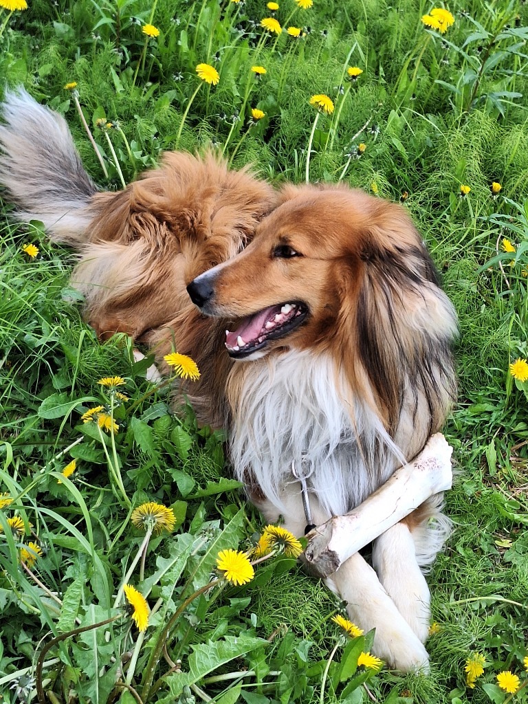 Cody, an adoptable Collie in Kenai, AK, 99611 | Photo Image 3