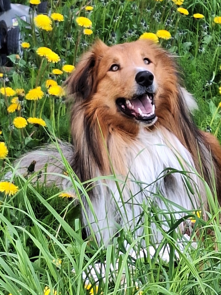 Cody, an adoptable Collie in Kenai, AK, 99611 | Photo Image 4