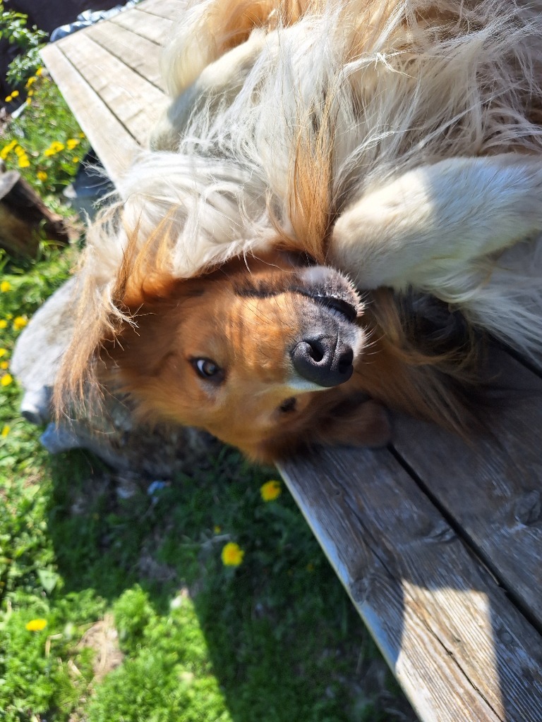 Cody, an adoptable Collie in Kenai, AK, 99611 | Photo Image 5